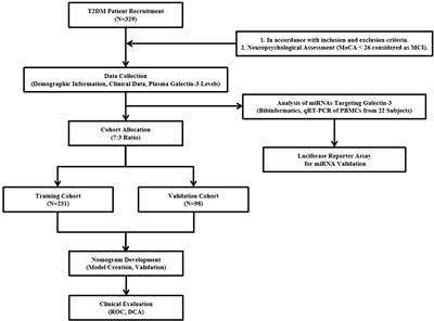 Exploring galectin-3’s role in predicting mild cognitive impairment in type 2 diabetes and its regulation by miRNAs